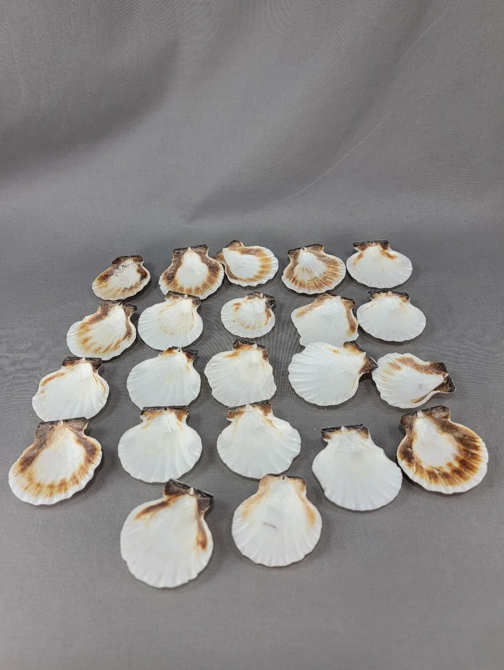 Scallop Shell Seashell Crafts Coastal Beach Decor Miscellaneous Lot